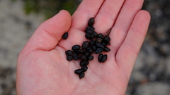 Sylvicapra grimmia