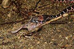 Leptodeira uribei