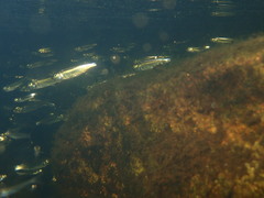 Alosa pseudoharengus