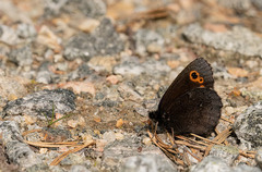 Erebia embla