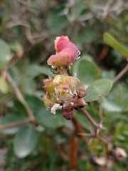 Berberis laurina