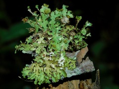 Tuckermanopsis ciliaris