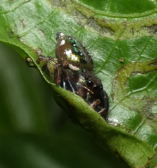 Parnaenus