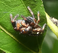 Parnaenus