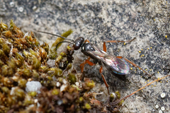 Agenioideus cinctellus