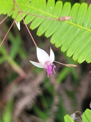 Marcetieae