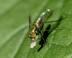 Condylostylus comatus