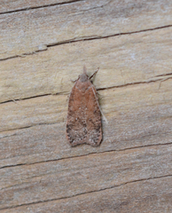 Dichomeris ventrellus