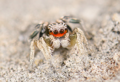 Habronattus virgulatus