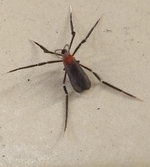 Plecia ruficollis