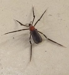 Plecia ruficollis