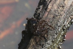 Aratus pisonii