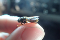 Temnostoma alternans