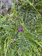 Cirsium acaule