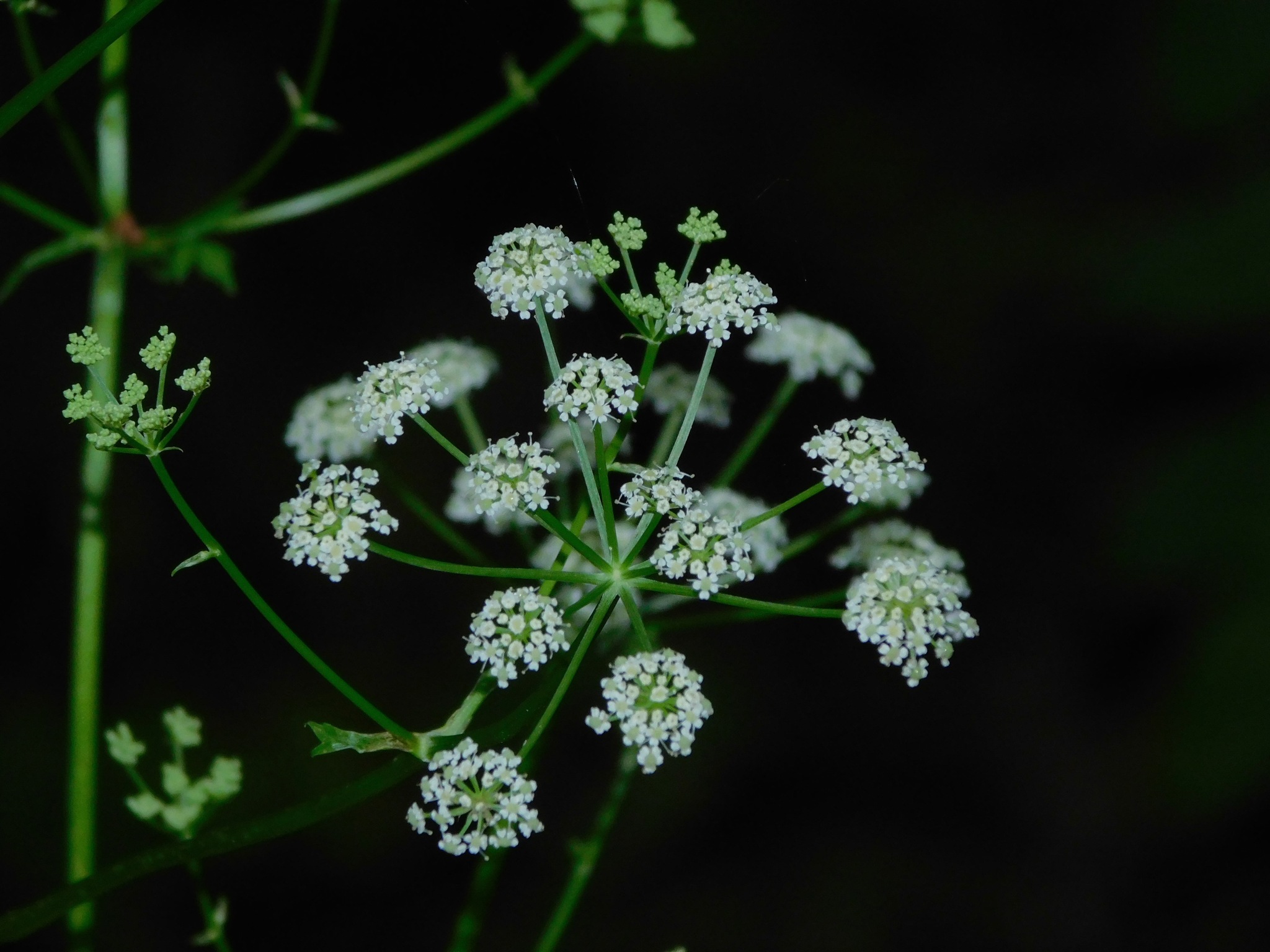 Ligusticum canadense