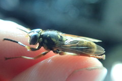 Temnostoma alternans