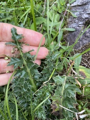 Cirsium acaule