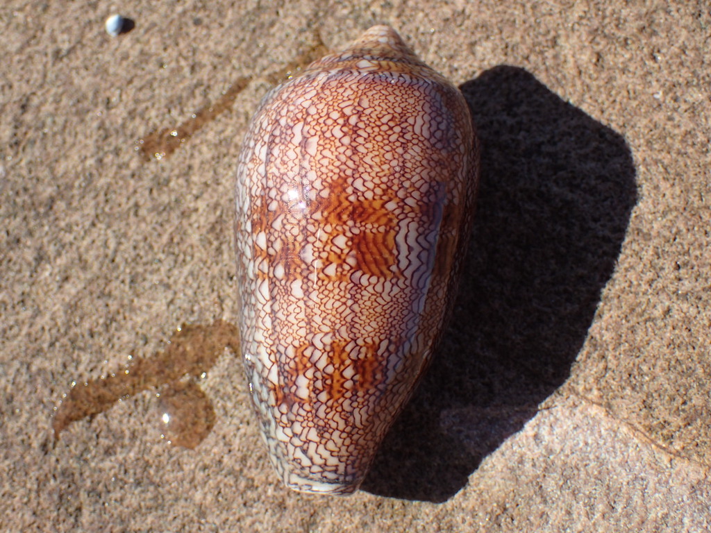 Conus archiepiscopus
