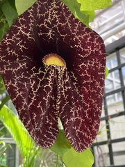 Aristolochia gigantea
