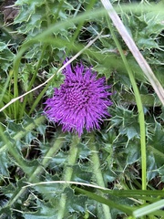 Cirsium acaule