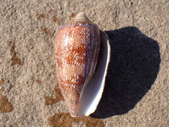Conus archiepiscopus