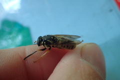 Temnostoma alternans