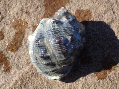 Purpura bufo