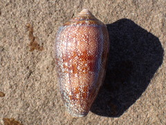 Conus archiepiscopus