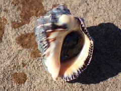 Purpura bufo