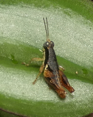 Eujivarus meridionalis