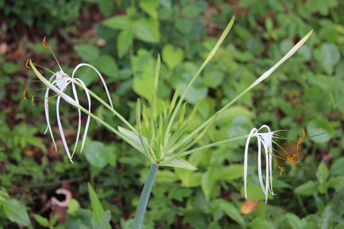 Hymenocallis littoralis