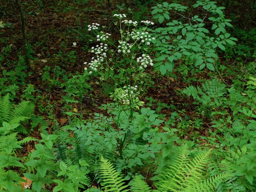 Image of Ligusticum canadense by (c) Michael J. Papay, some rights reserved (CC BY)
