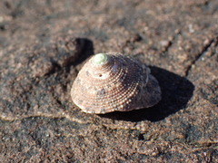 Trochus nigropunctatus