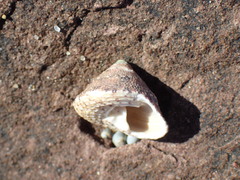 Trochus nigropunctatus