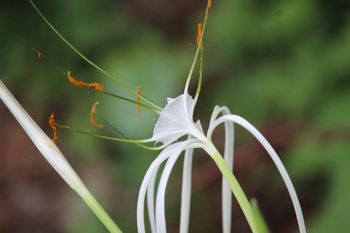 Hymenocallis littoralis