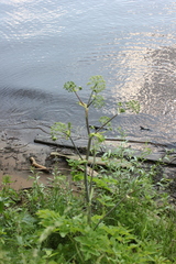 Angelica archangelica