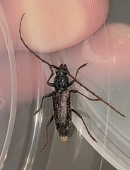 Elaphidion linsleyi