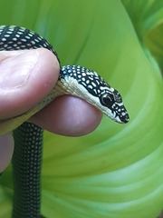 Chrysopelea paradisi