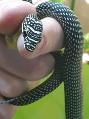 Chrysopelea paradisi