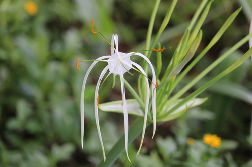 Hymenocallis littoralis