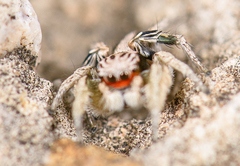 Habronattus virgulatus
