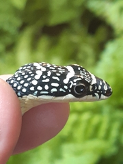 Chrysopelea paradisi