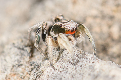 Habronattus virgulatus