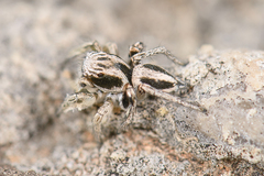 Habronattus virgulatus