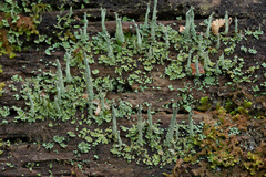Cladonia cenotea