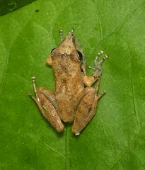 Pristimantis ramagii
