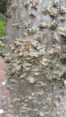 Amphipterygium adstringens