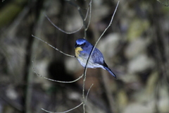 Cyornis sumatrensis
