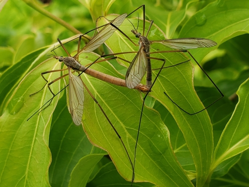 European Crane Fly, photo 5 of 10