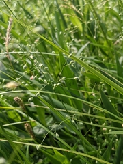 Dichanthelium leibergii